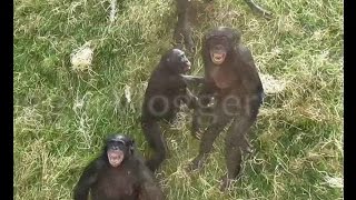 Agitated Bonobos Going Ape [upl. by Sanjiv]