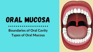 Oral cavity Boundaries  Types of oral mucosa [upl. by Marquet]