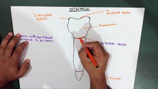 Introduction  Thorax  Sternum  Part 1 Anatomy [upl. by Sellihca]