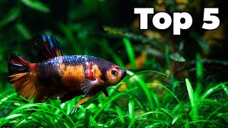 Top 5 Betta Tank Mates [upl. by Sedgewinn]