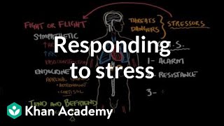 Responding to stress  Processing the Environment  MCAT  Khan Academy [upl. by Lareine422]