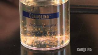 How to Care for Daphnia [upl. by Longfellow]