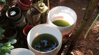 How to grow Green Water Algae [upl. by Phelan]