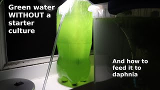 Green Water WITHOUT a Starter Culture  From Scratch  How To [upl. by Etan385]