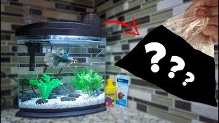 NEW BETTA FISH TANK MEMBERS [upl. by Minerva734]