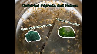 How To Culture Daphnia and Moinas using Green Water Spirulina powder [upl. by Randa]