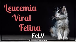 LEUCEMIA VIRAL FELINA FeLV  Divã Veterinário [upl. by Thin]