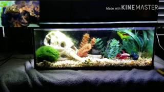 Betta tank mates for a 25 gallon tank [upl. by Breen424]