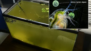 Raising Daphnia for the Freshwater Aquarium [upl. by Alyak]