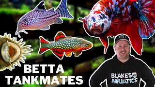 10 Great Betta Tankmates You Should Try [upl. by Earlene560]