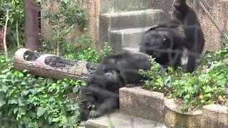 Chimpanzee Abuse Warning Graphic amp Satisfying [upl. by Keyek]