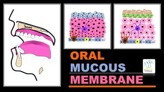 Oral mucous membranetypes amp histology [upl. by Sarina385]