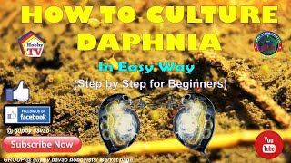 HOW TO CULTURE DAPHNIA In Easy Way [upl. by Ailhat]