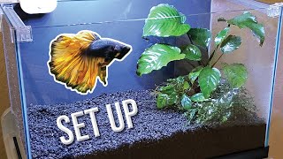 How I Set Up a Planted Betta Tank Detailed Version [upl. by Duvall419]